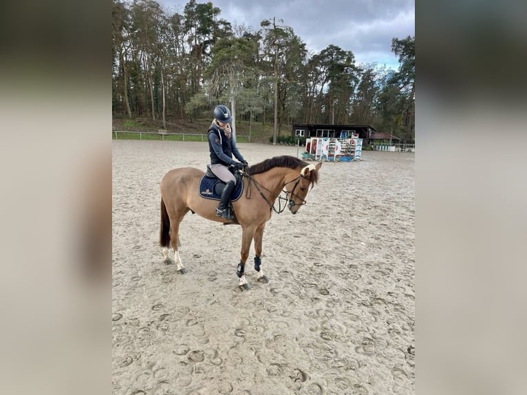 Holsteiner Wallach 5 Jahre 166 cm Fuchs in Dossenheim