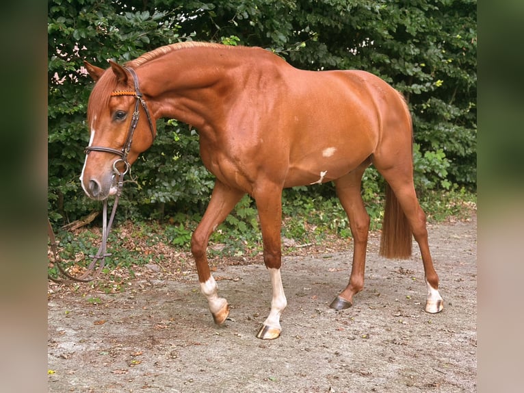 Holsteiner Wallach 5 Jahre 166 cm Fuchs in Frelsdorf
