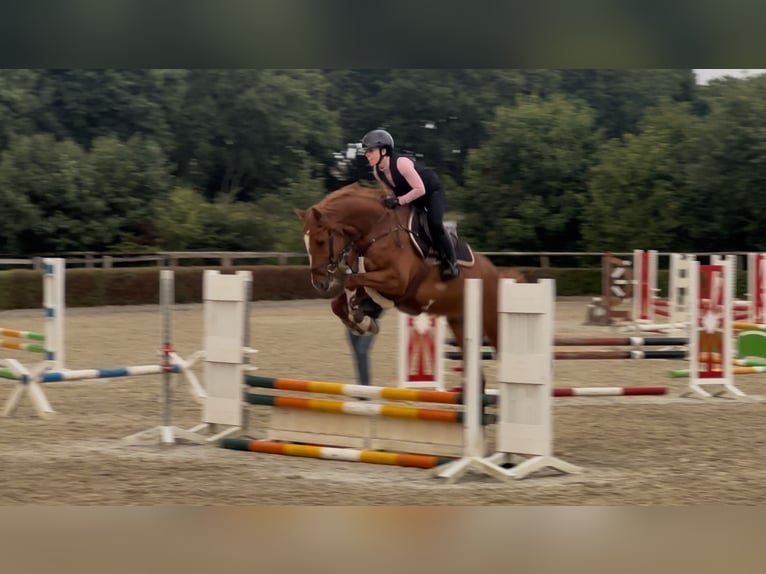 Holsteiner Wallach 5 Jahre 166 cm Fuchs in Frelsdorf