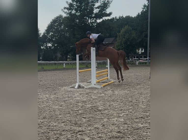 Holsteiner Wallach 5 Jahre 166 cm Fuchs in Frelsdorf