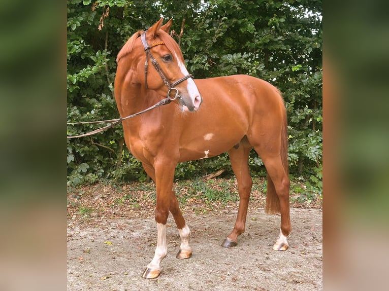 Holsteiner Wallach 5 Jahre 166 cm Fuchs in Frelsdorf