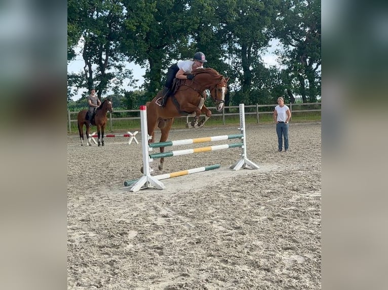 Holsteiner Wallach 5 Jahre 166 cm Fuchs in Frelsdorf