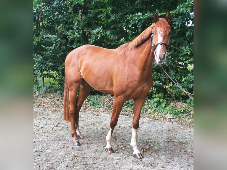 Holsteiner Wallach 5 Jahre 166 cm Fuchs in Frelsdorf