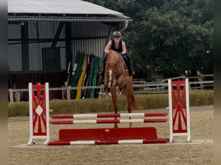 Holsteiner Wallach 5 Jahre 166 cm Fuchs in Frelsdorf