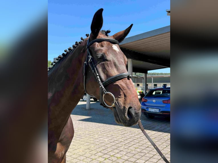 Holsteiner Wallach 5 Jahre 166 cm Kann Schimmel werden in Walzbachtal