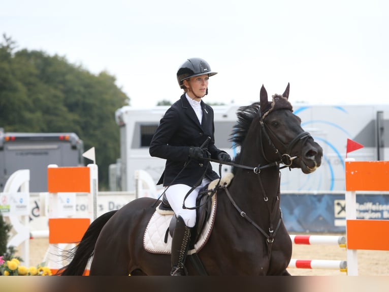 Holsteiner Wallach 5 Jahre 166 cm Rappe in Petting