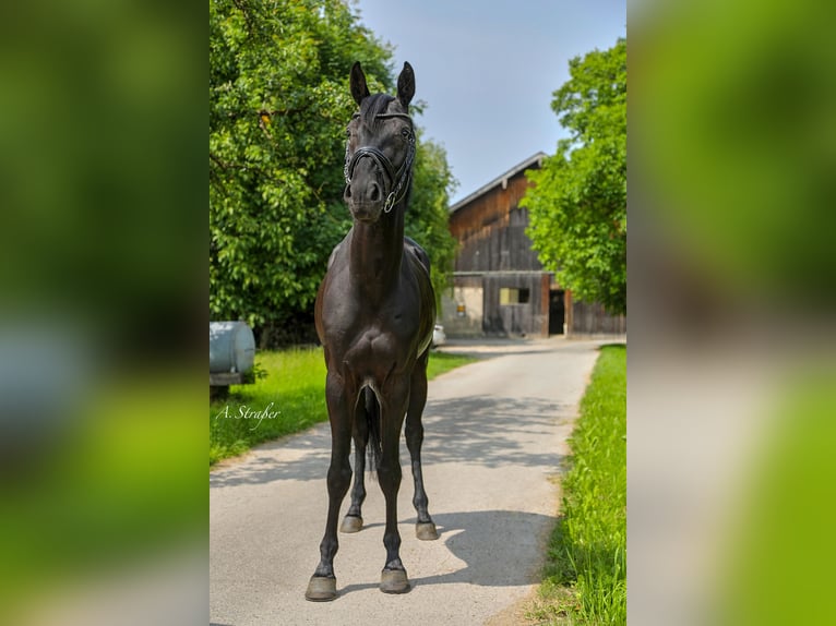 Holsteiner Wallach 5 Jahre 166 cm Rappe in Petting