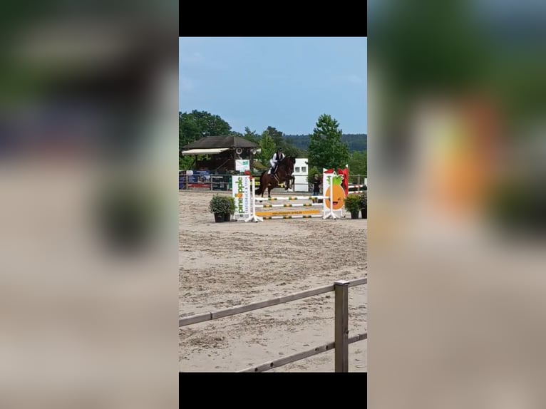 Holsteiner Wallach 5 Jahre 167 cm Brauner in Waldenbuch