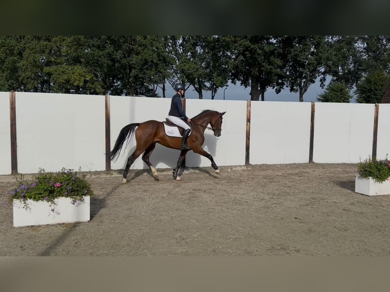 Holsteiner Wallach 5 Jahre 167 cm Brauner in Waddinxveen