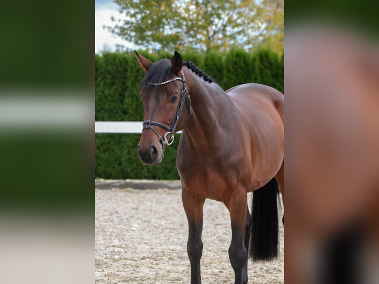 Holsteiner Wallach 5 Jahre 167 cm Dunkelbrauner in Schwäbisch Hall