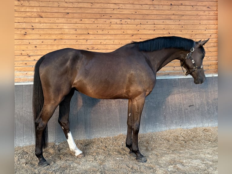 Holsteiner Wallach 5 Jahre 167 cm Fuchs in De Mortel