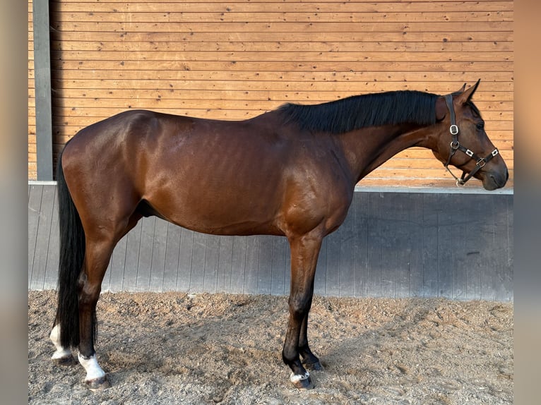 Holsteiner Wallach 5 Jahre 167 cm Fuchs in De Mortel