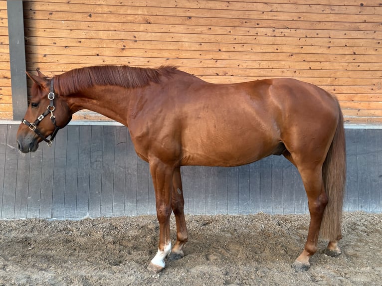 Holsteiner Wallach 5 Jahre 167 cm Fuchs in De Mortel