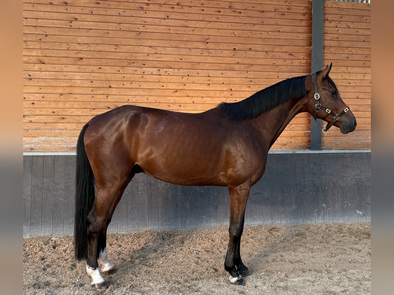 Holsteiner Wallach 5 Jahre 167 cm Fuchs in De Mortel