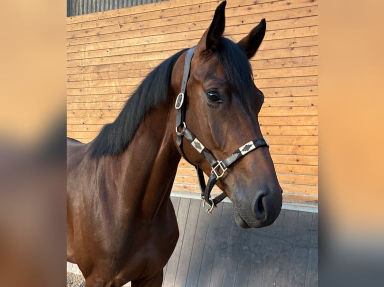 Holsteiner Wallach 5 Jahre 167 cm Fuchs in De Mortel