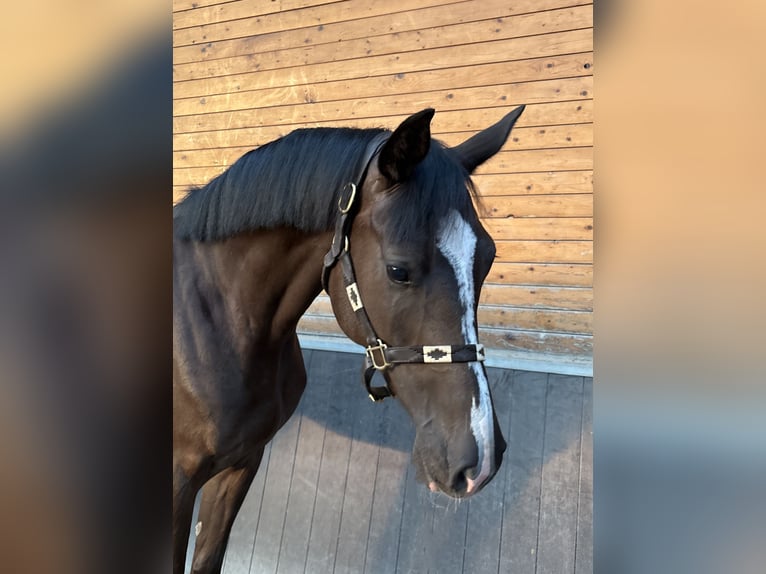 Holsteiner Wallach 5 Jahre 167 cm Fuchs in De Mortel