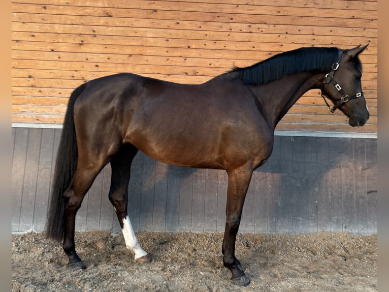 Holsteiner Wallach 5 Jahre 167 cm Fuchs in De Mortel