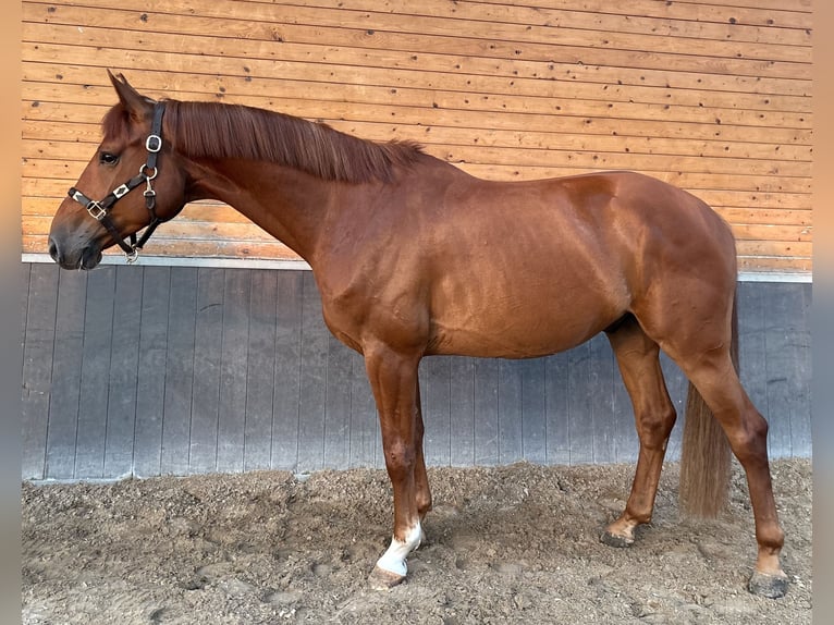 Holsteiner Wallach 5 Jahre 167 cm Fuchs in De Mortel