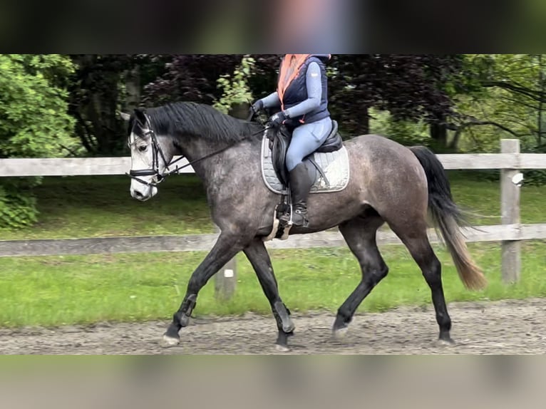 Holsteiner Wallach 5 Jahre 167 cm Kann Schimmel werden in Vaale
