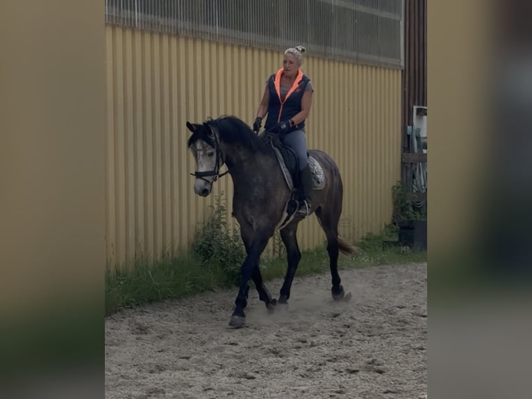 Holsteiner Wallach 5 Jahre 167 cm Kann Schimmel werden in Vaale