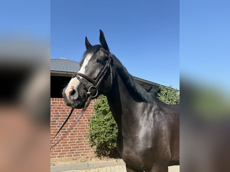 Holsteiner Wallach 5 Jahre 167 cm Rappe in Nettetal