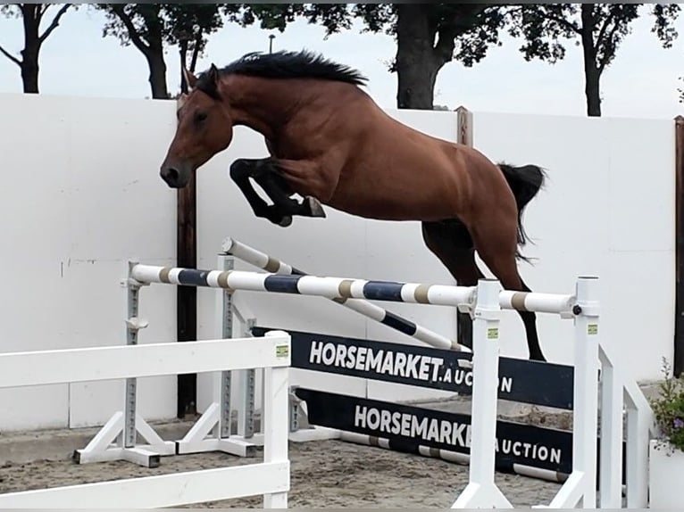 Holsteiner Wallach 5 Jahre 167 cm Rotbrauner in Waddinxveen