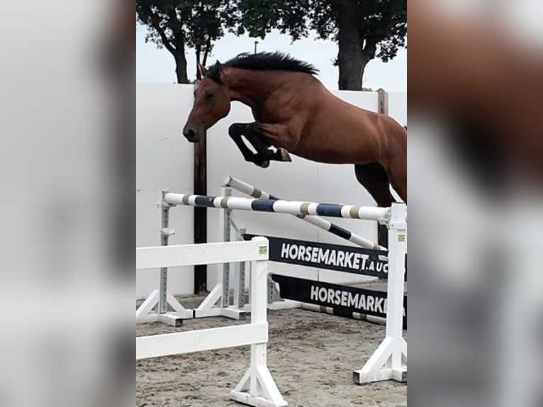 Holsteiner Wallach 5 Jahre 167 cm Rotbrauner in Waddinxveen
