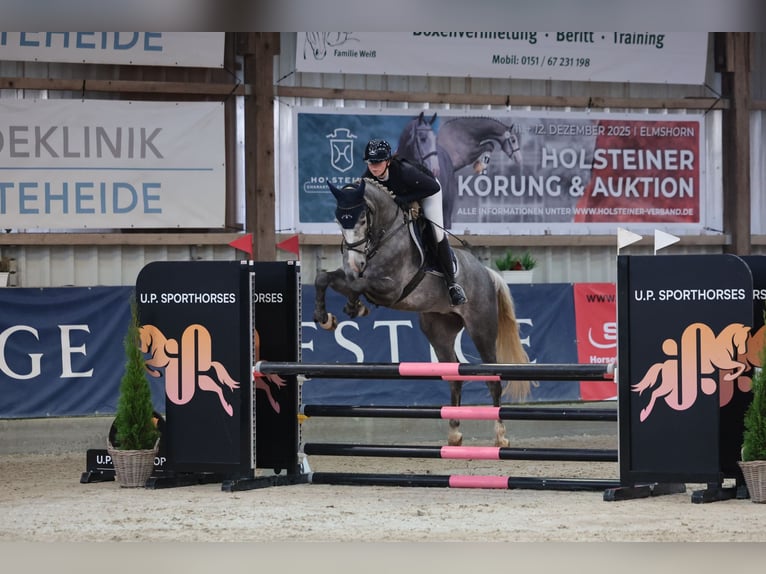 Holsteiner Mix Wallach 5 Jahre 167 cm Schimmel in SchönhorstSchönhorst Holsteiner Mix Wallach 5 Jahre 167 cm Schimmel in SchönhorstSchönhorst