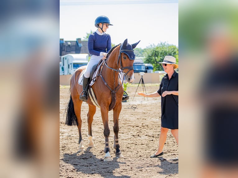 Holsteiner Wallach 5 Jahre 168 cm Brauner in Gadebusch