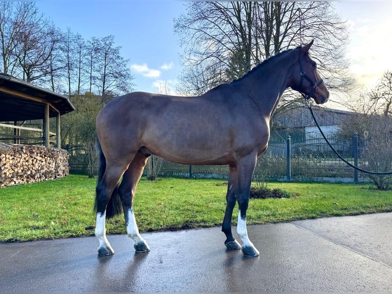 Holsteiner Wallach 5 Jahre 168 cm Brauner in Sangerhausen