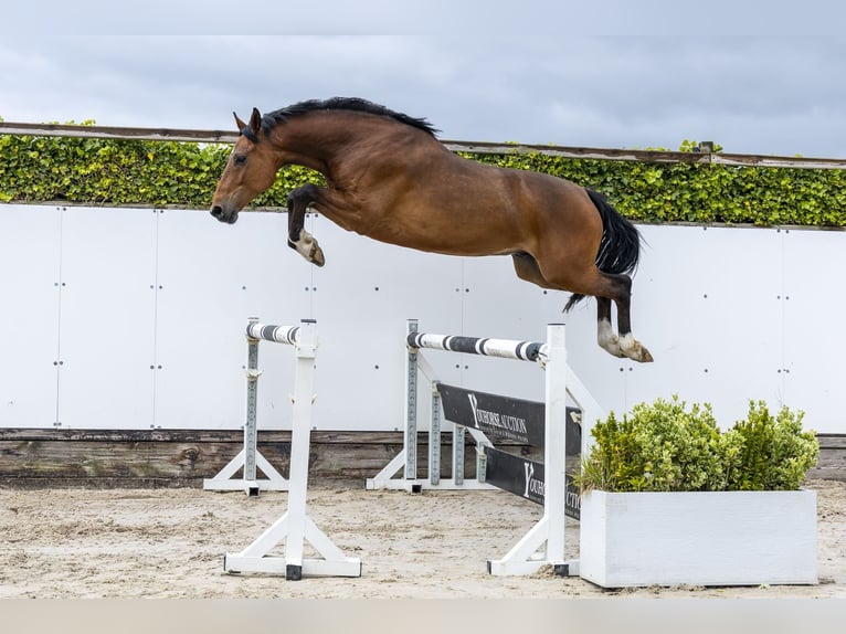 Holsteiner Wallach 5 Jahre 168 cm Brauner in Waddinxveen