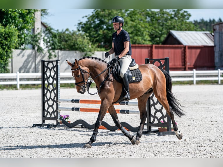 Holsteiner Wallach 5 Jahre 168 cm Brauner in Zduchovice