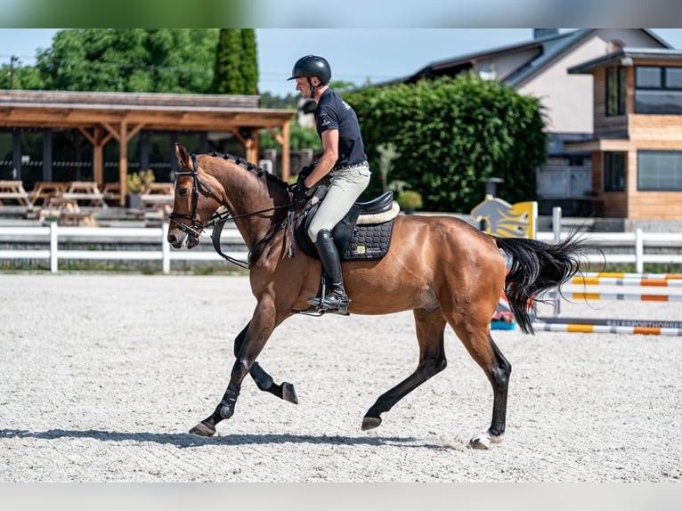 Holsteiner Wallach 5 Jahre 168 cm Brauner in Zduchovice