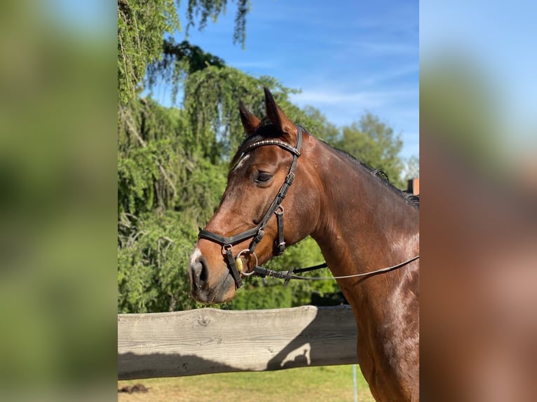 Holsteiner Wallach 5 Jahre 168 cm Brauner in Reinsberg