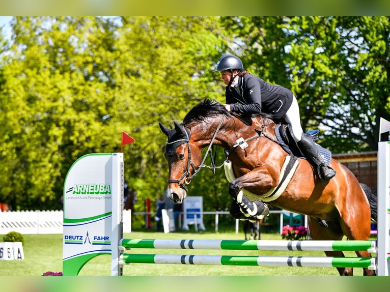 Holsteiner Wallach 5 Jahre 168 cm Brauner in Reinsberg