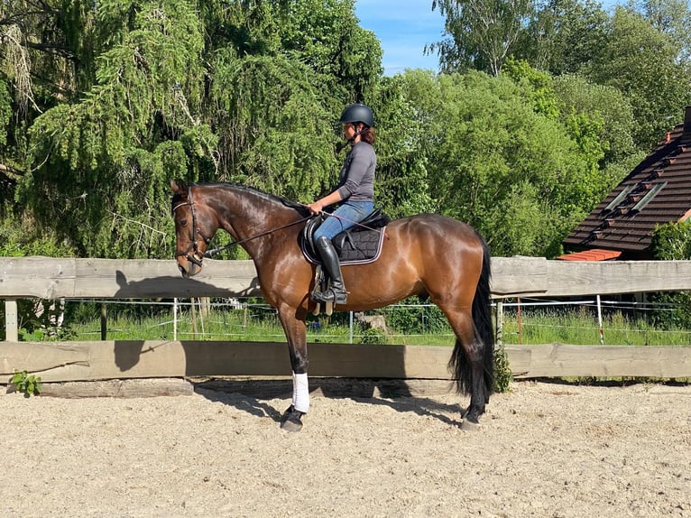 Holsteiner Wallach 5 Jahre 168 cm Brauner in Reinsberg