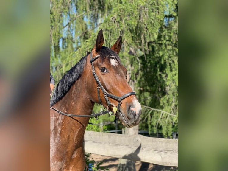 Holsteiner Wallach 5 Jahre 168 cm Brauner in Reinsberg