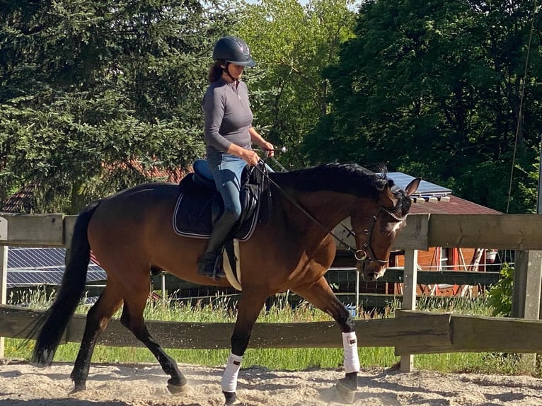 Holsteiner Wallach 5 Jahre 168 cm Brauner in Reinsberg