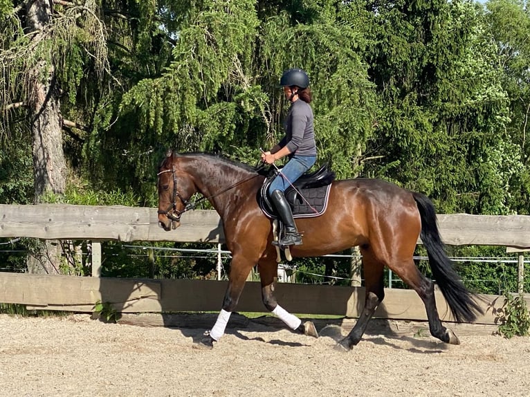 Holsteiner Wallach 5 Jahre 168 cm Brauner in Reinsberg