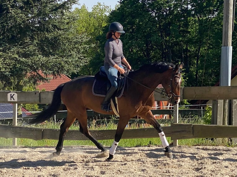 Holsteiner Wallach 5 Jahre 168 cm Brauner in Reinsberg