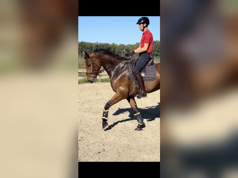 Holsteiner Wallach 5 Jahre 168 cm Brauner in Wedemark