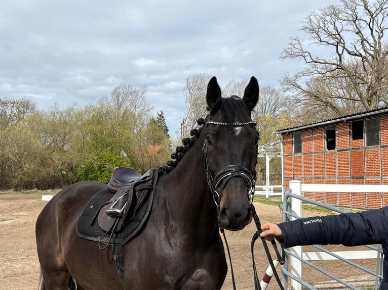 Holsteiner Wallach 5 Jahre 168 cm Dunkelbrauner in Vechelde