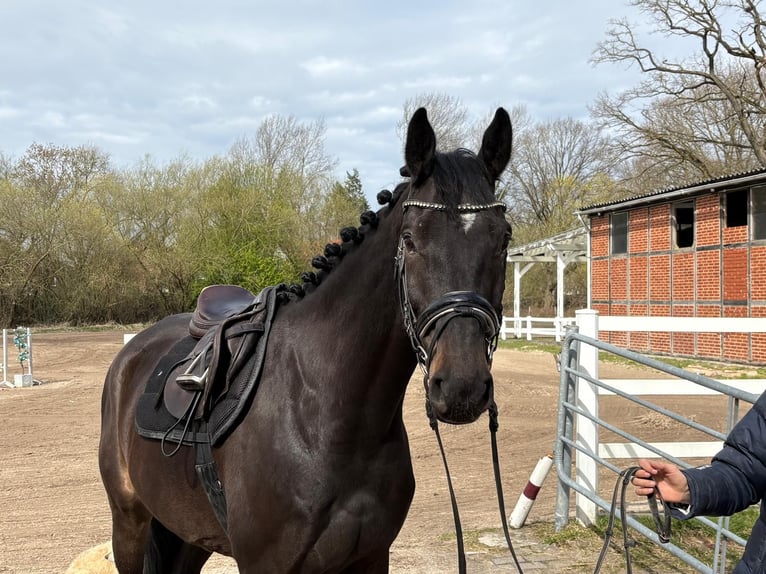 Holsteiner Wallach 5 Jahre 168 cm Dunkelbrauner in Vechelde