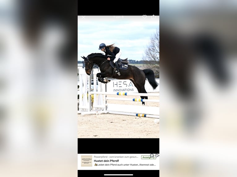 Holsteiner Wallach 5 Jahre 168 cm Dunkelbrauner in Coburg
