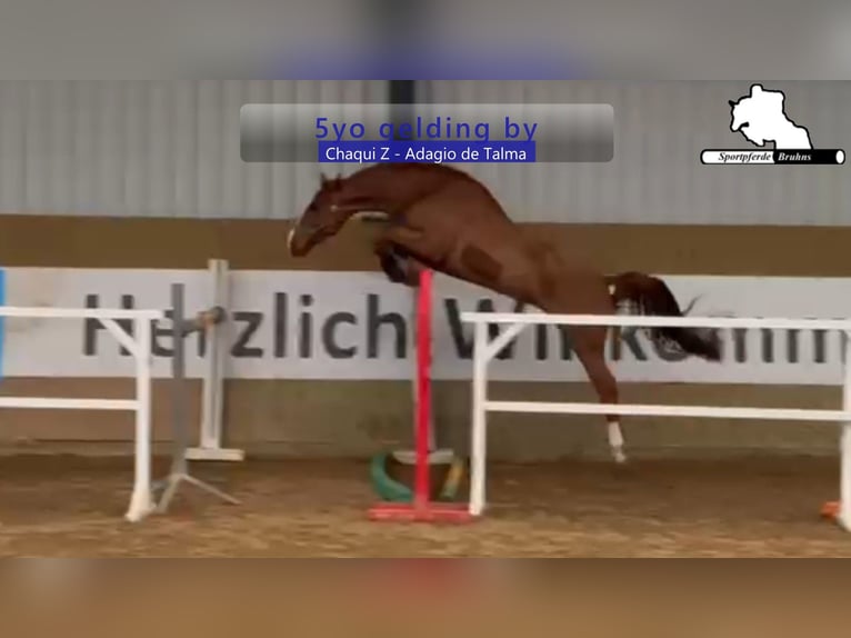 Holsteiner Wallach 5 Jahre 168 cm Dunkelfuchs in Gadow