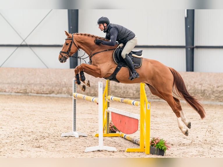 Holsteiner Wallach 5 Jahre 168 cm Dunkelfuchs in Zduchovice