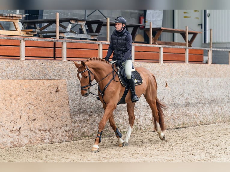 Holsteiner Wallach 5 Jahre 168 cm Dunkelfuchs in Zduchovice