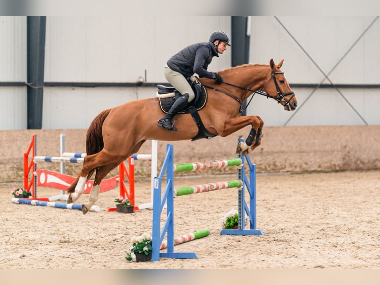 Holsteiner Wallach 5 Jahre 168 cm Dunkelfuchs in Zduchovice