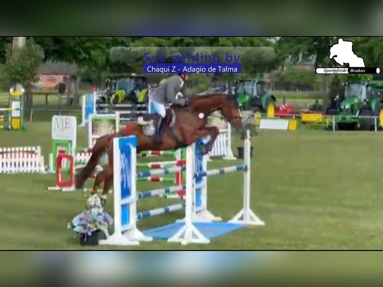 Holsteiner Wallach 5 Jahre 168 cm Fuchs in Gadow