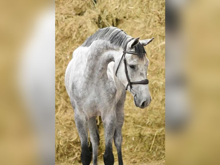 Holsteiner Wallach 5 Jahre 168 cm Schimmel in Bladel